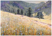 Wildflowers in Gregory Canyon